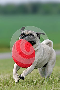 Pug with frisbee disc