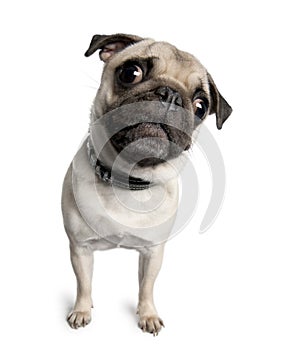 Pug in front of a white background