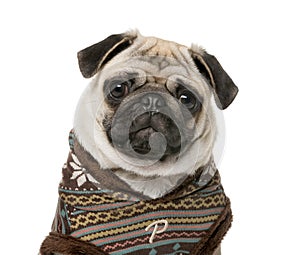 Pug in front of a white background