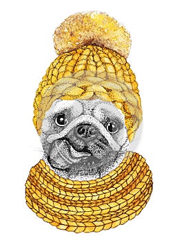 Pug with gold knitted hat and scarf. Hand drawn illustration of dressed dog