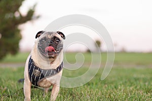 Pug in Grass Portrait