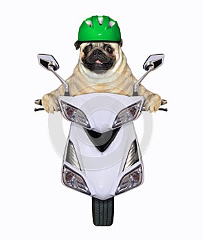 Pug in green helmet rides moped