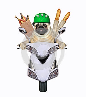 Pug in green helmet rides moped 2
