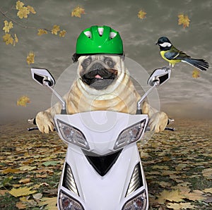 Pug in green helmet rides moped 3