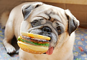 Pug and hamburger