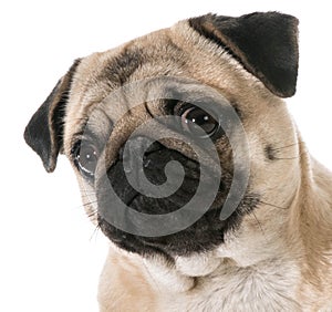 Pug head portrait