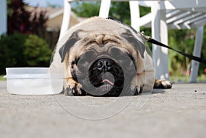 Pug and his water bowl