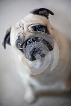 Pug with inquisitive look