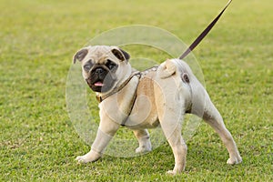 Pug is kept on leash