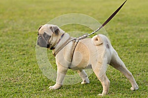 Pug is kept on leash