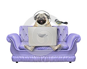 Pug with laptop on blue leather divan