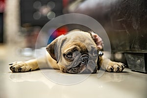 Pug lay on Floor and looking or wait someone