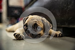 Pug lay on Floor and looking or wait someone