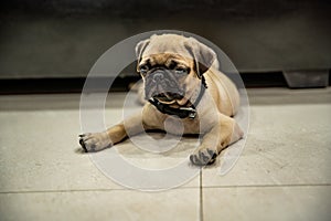 Pug lay on Floor and looking or wait someone