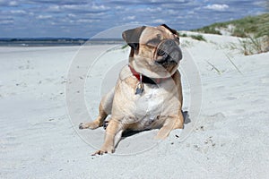 Pug laying on a beach landscape