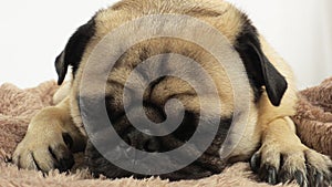 Pug laying on blanket