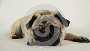 Pug laying on the ground photo