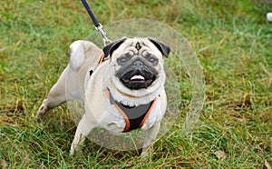 Pug on the leash