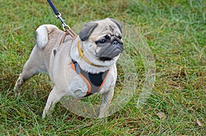 Pug on the leash