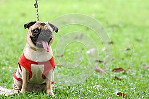 Pug on leash