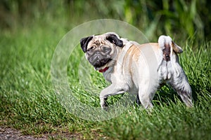 Pug looking backwards