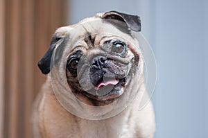 Pug looking at camera tilted head smiling