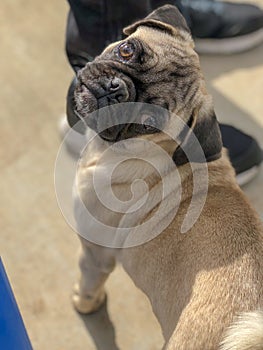 Pug Looking up at Camera