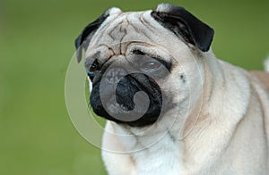 Pug - Mops