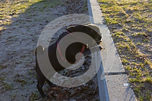 pug mops named adelheid on a christmas december afternoon park