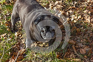 pug mops named adelheid doing winter sun exercise