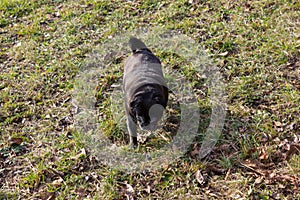 pug mops named adelheid doing winter sun exercise