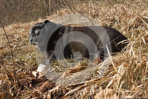 pug mops named adelheid doing winter sun relaxing on a field