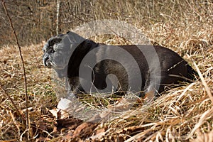 pug mops named adelheid doing winter sun relaxing on a field