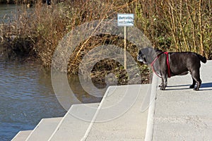 pug mops named adelheid having fun walking on a sunny december a