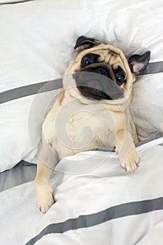 Pug and morning