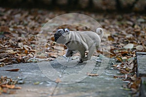 Pug in the park.