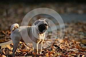 Pug in the park.