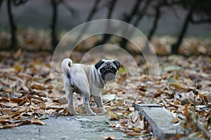 Pug in the park.