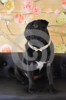 Pug in pearls