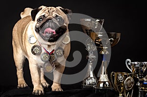 Pug, perfect dog with prize-winning cups