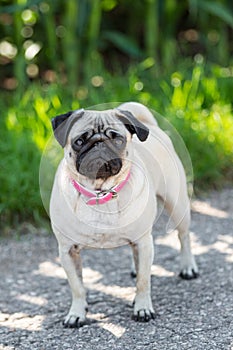 Pug with pink collar