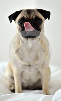 Pug playing funny faces