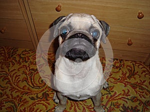 Pug photo