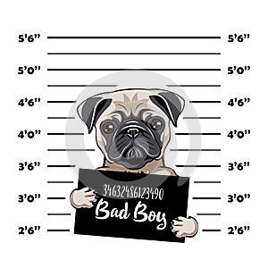 Pug prisoner. Arrest photo. Police placard, Police mugshot, lineup. Police department banner. Dog criminal. Pug offender. Vector.