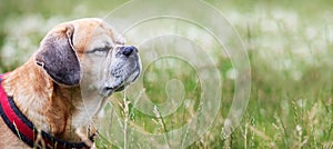 Pug - puggle and beagle cross sniffing the air