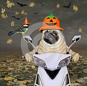 Pug in pumpkin helmet rides moped 2