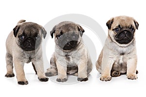 Pug puppies