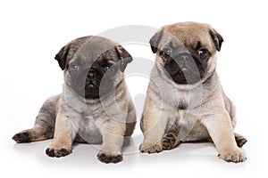 Pug puppies