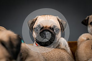 Pug puppies sitting in a box together