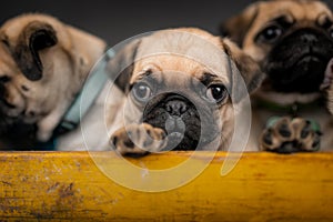 Pug puppies sitting in a box together